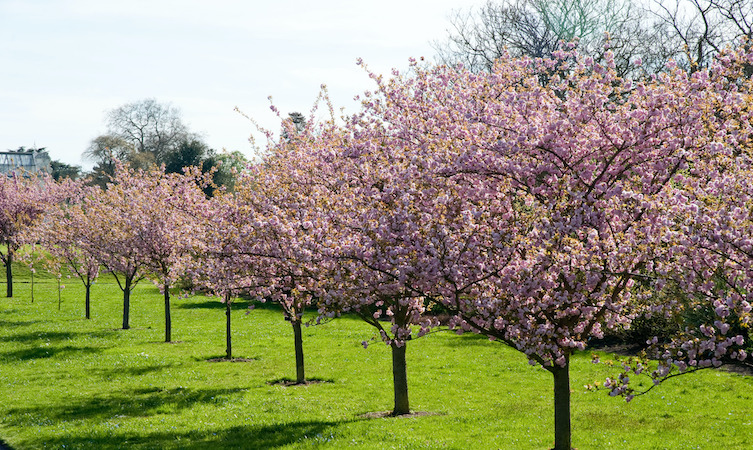 Cherry Blossom