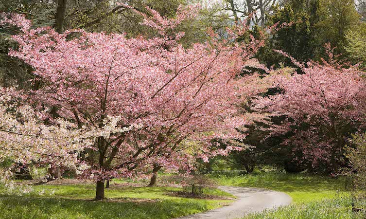 Cherry Blossom