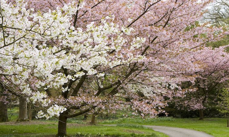 Six Of The Best Places To See Cherry Blossom In England Lexus Uk Magazine