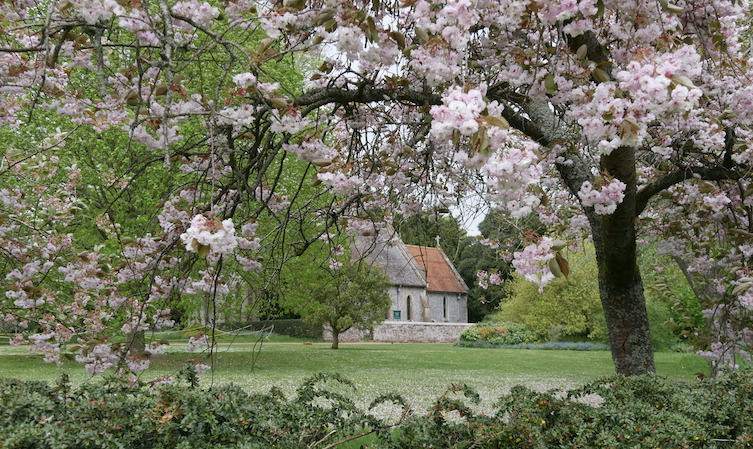 Cherry Blossom