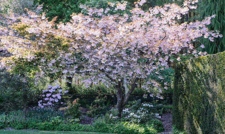 Six Of The Best Places To See Cherry Blossom In England Lexus Uk Magazine