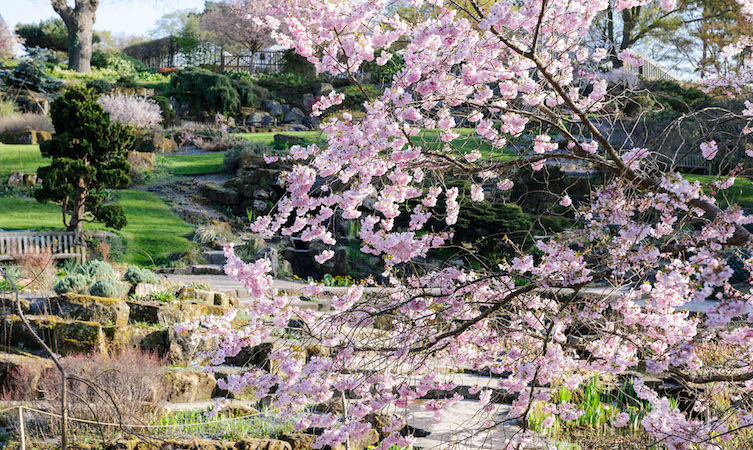 Six Of The Best Places To See Cherry Blossom In England Lexus Uk Magazine