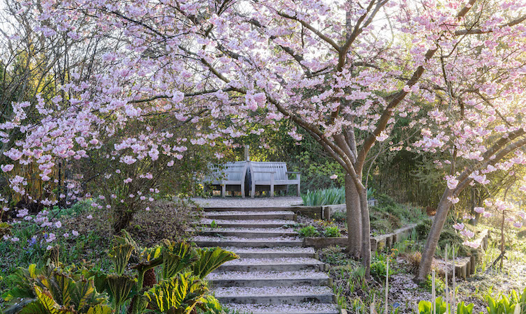 Cherry Blossom