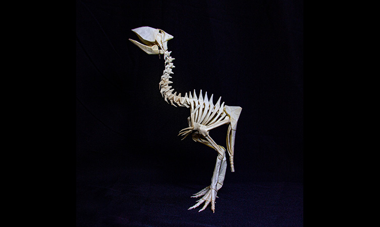 Gastornis Skeleton – Origami