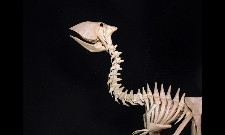 Gastornis Skeleton – Origami